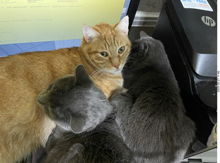 my cats Jane, Max, and Devin