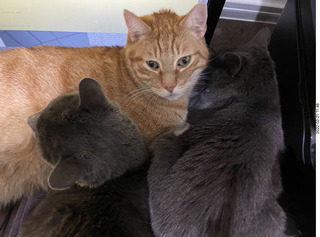 my cats Jane, Max, and Devin
