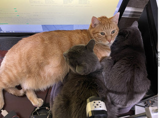 my cats Jane and Devin