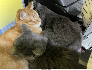 my cats Jane and Devin
