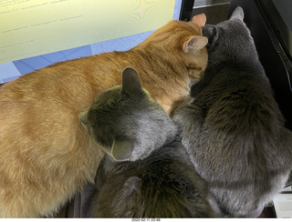 my cats Devin, Jane, and Max