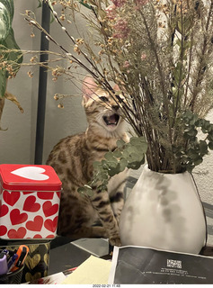 cat Pickle