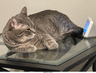 A+O house - 7027 43 Place + kitten Pickle, cat Potato