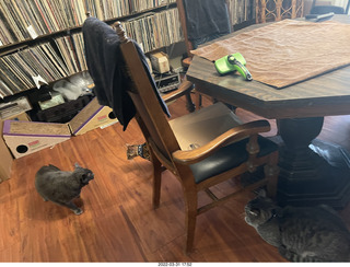 A+O house - 7027 43 Place + kitten Pickle, cat Potato