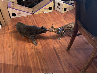 cats Devin and Pickle