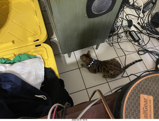 cat Potato