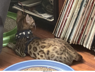 cat Pickle