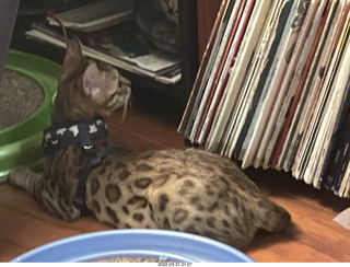 cat Pickle