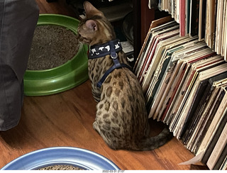 cat Pickle