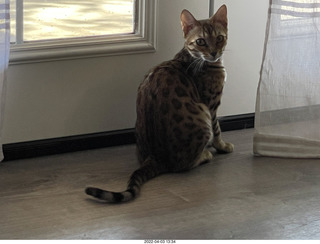 cat Pickle