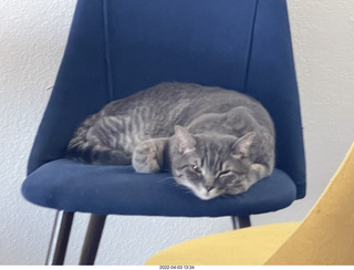 cat Pickle