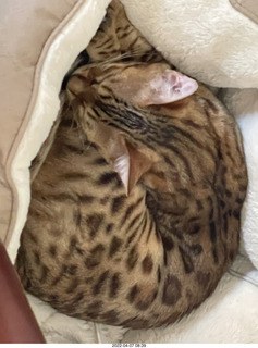 cat Potato