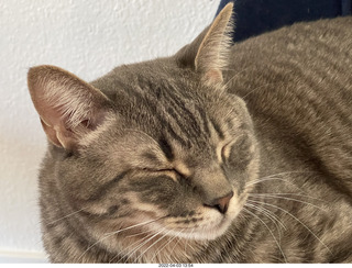 cat Potato
