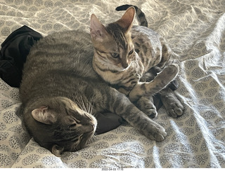 cat Pickle