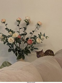 cat Pickle