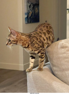 cat Pickle
