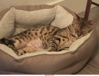 cat Pickle