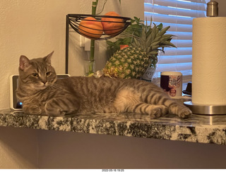 cat Pickle