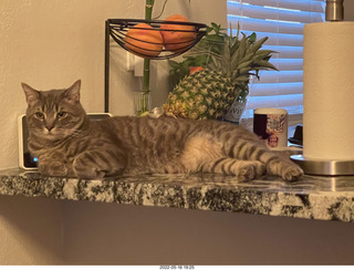 cat Potato