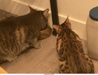cat Pickle