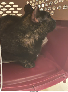 cat Miss Pris coming home with me