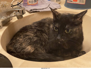 cat Miss Pris in Halo rescue paperwork