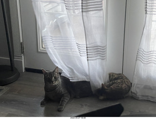 cat Pickle