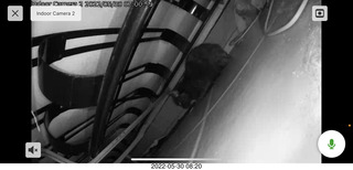 cats Max and Devin in my hifi room
