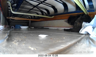 Miss Pris under my hifi-room sofa