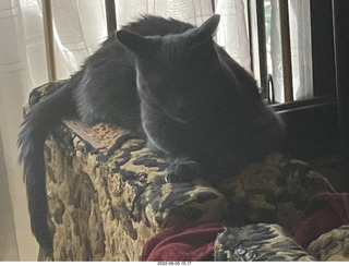 my cat Devin