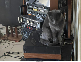 my cat Jane