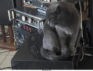 cat Jane in my hifi room