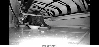 Miss Pris under the couch