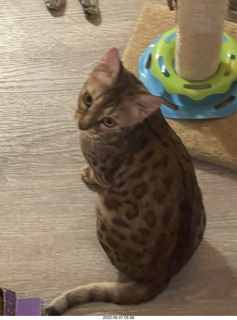 cat Pickle