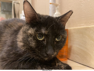 my cat Miss Pris