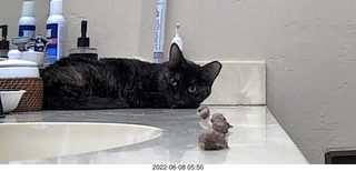 my cat Miss Pris