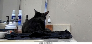 my cat Miss Pris