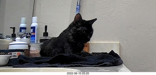 my cat Miss Pris