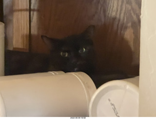 my cat Miss Pris atop the refrigerator