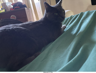 my cat Devin