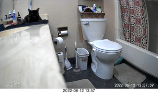 my cat Miss Pris