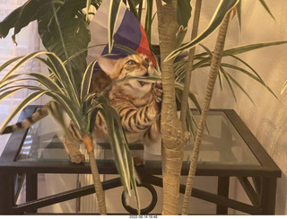 cat Pickle