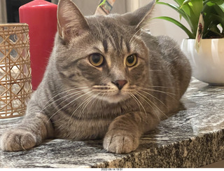 cat Potato