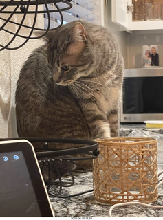 cat Pickle