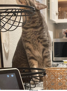 cat Potato