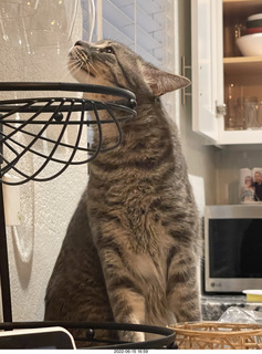 cat Potato