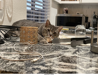 cat Potato