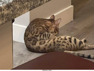 cat Potato