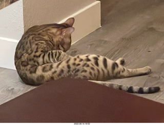 cat Potato