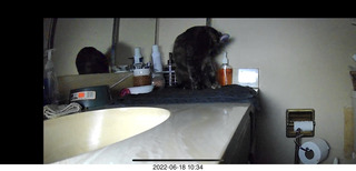 my cat Miss Pris